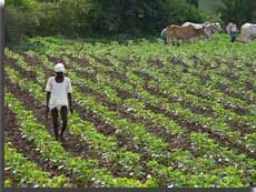 Cotton industry