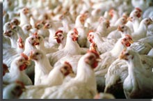 Indian Poultry Industry