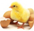 Indian Poultry Industry