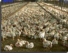 Indian Poultry Industry