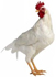 Indian poultry at A Glance in 2012 - 2013