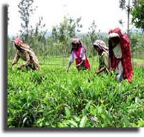 Tea Industry