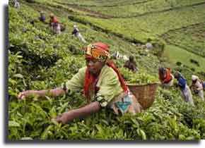 Tea Industry