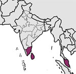 Tamil Language