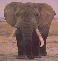 ELEPHANT USED