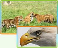 Chikhaldara Wildlife Sanctuary 