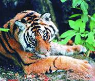 Melghat Tiger Reserve 