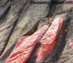 Badrinath - Charanpadukan