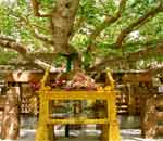 Bodh Gaya - Bodhi Tree