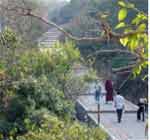 Bodh Gaya - Bodhi Tree