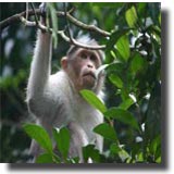 Chail Wildlife Sanctuary