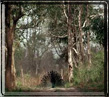 Corbett national park