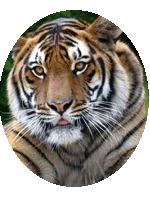 Corbett National Park