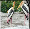 Ranganthittu bird sanctuary