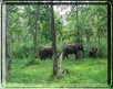 Wayanad wildlife sanctuary