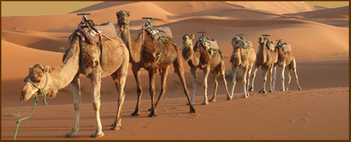 The Indian or dromedary camel is even-toed hoofed animal.